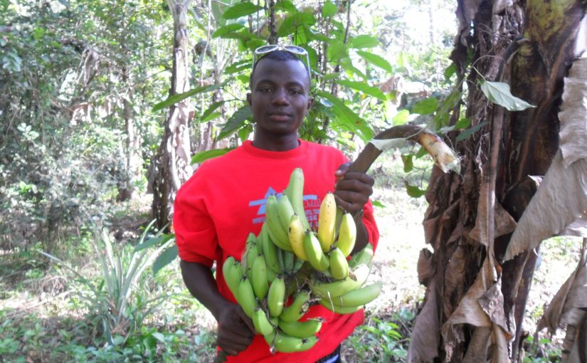 Guinée : Un projet agricole avec la CODAPA